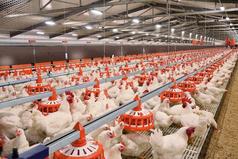 Poultry farming - a branch of agriculture