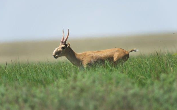How to protect crops from wild saiga raids, said at the Ministry of Ecology of Kazakhstan