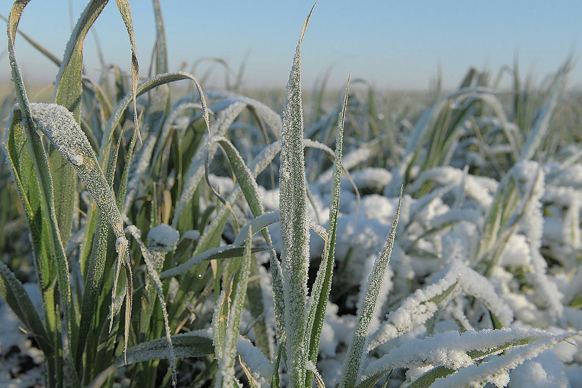 Заморозки повредили будущий урожай в России