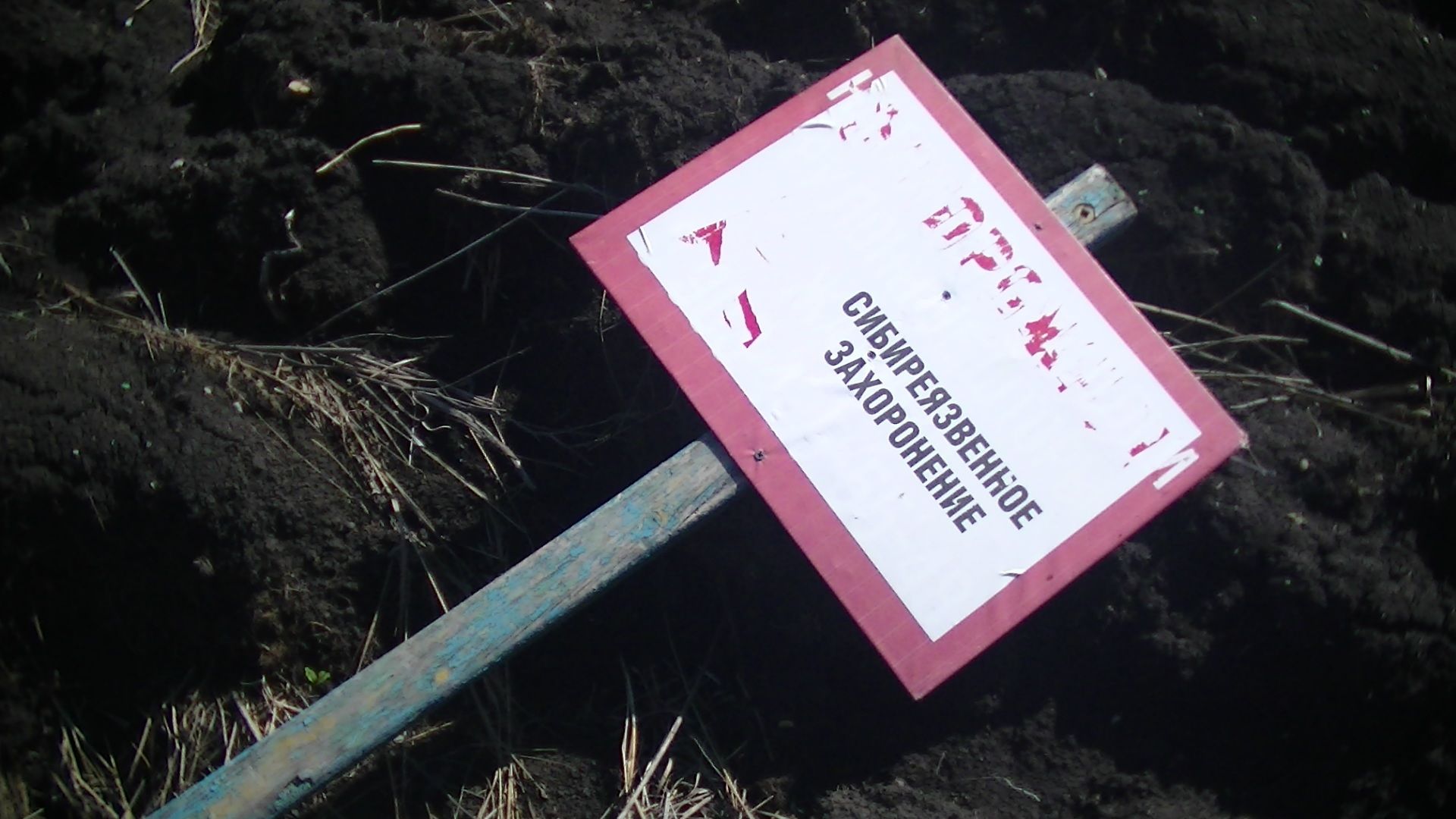Акмолинская область: паводки не затронули скотомогильники с сибирской язвой
