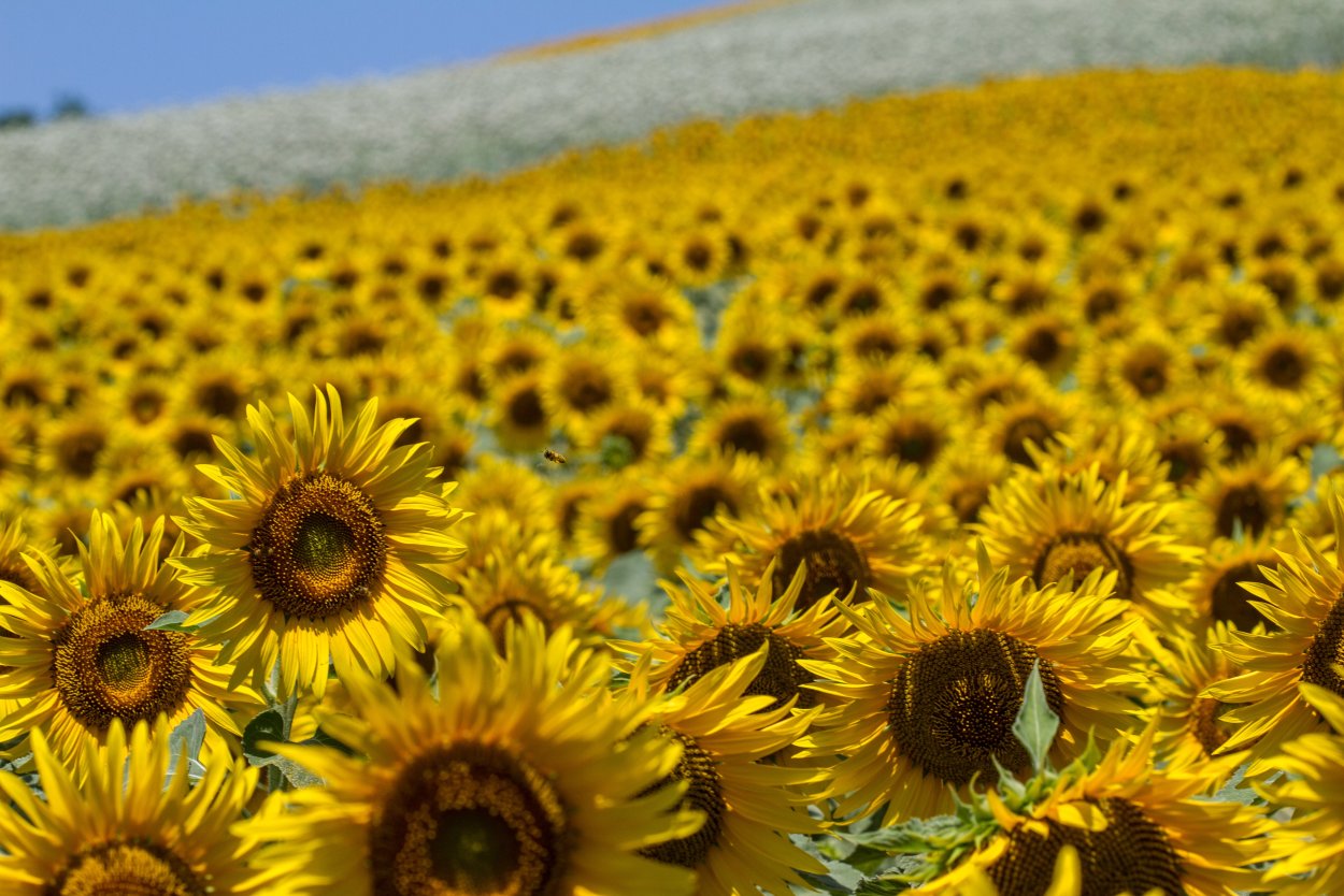 Russia is banking on sunflower seeds