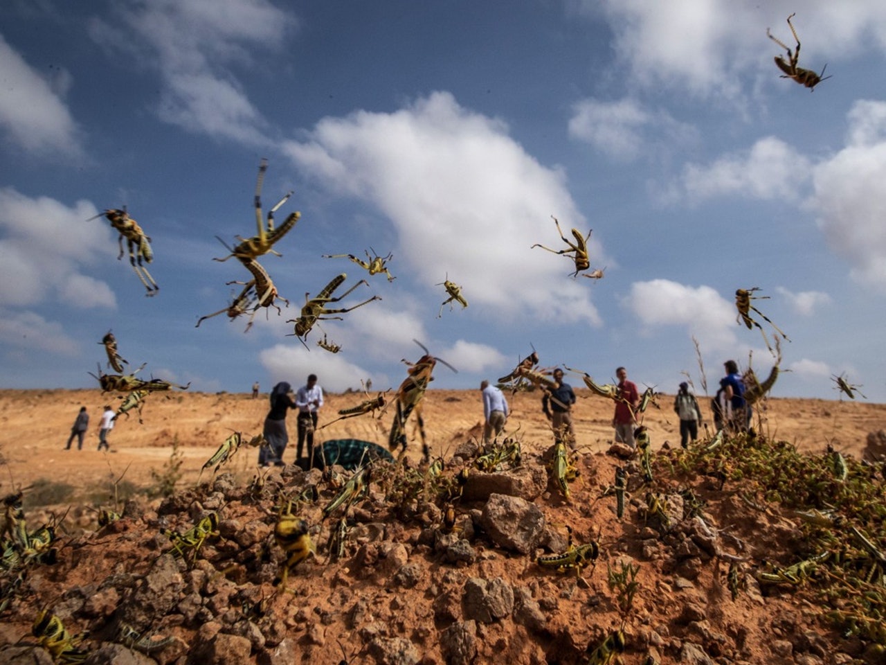 Ministry of Agriculture: the situation with locusts is complicated