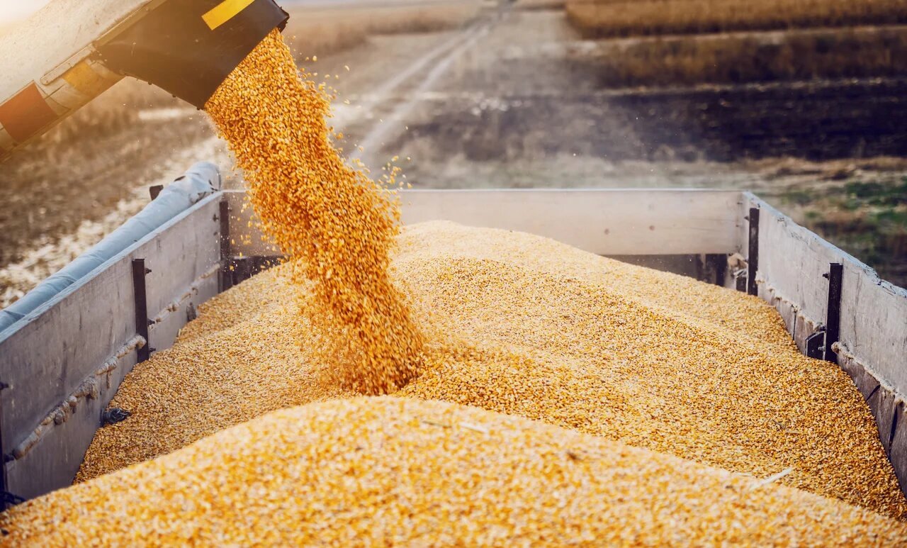 Россия постепенно захватывает зерновой рынок Китая 