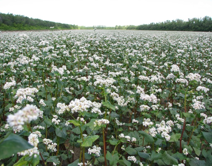 Breeding of millet and buckwheat varieties worldnan.kz