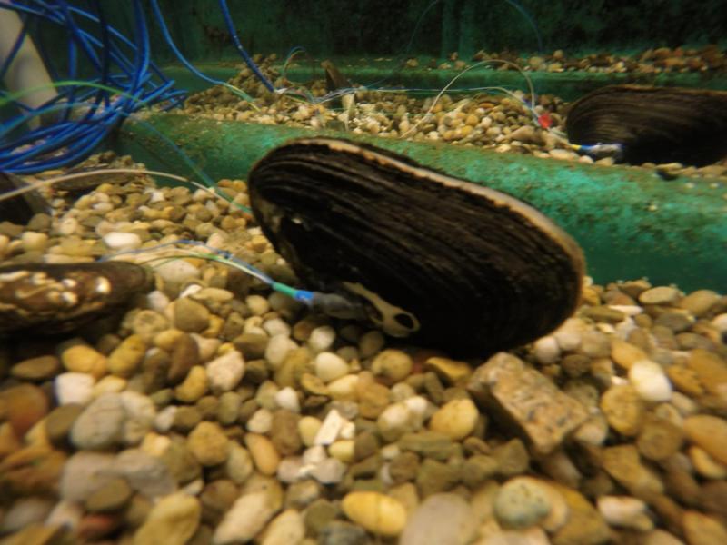 Innovative motion sensors turn mussels into pollution detectors