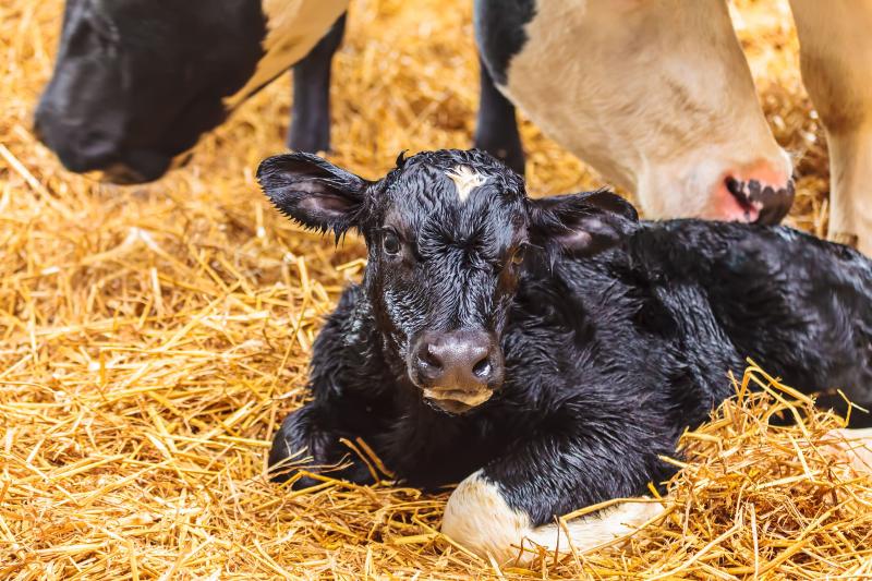 About calving and the health of calves