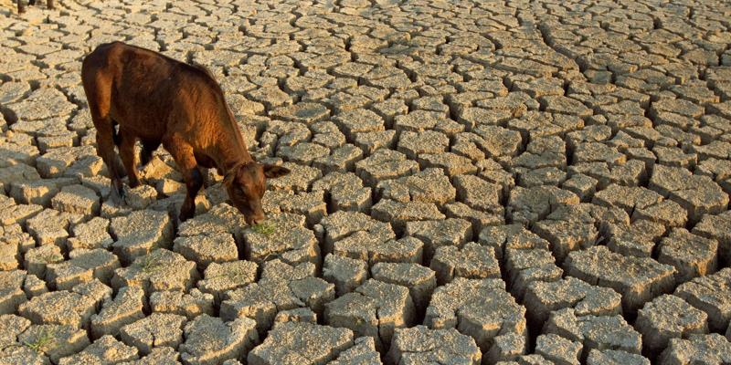 Is it advisable to introduce a state of emergency because of the drought in Kazakhstan?