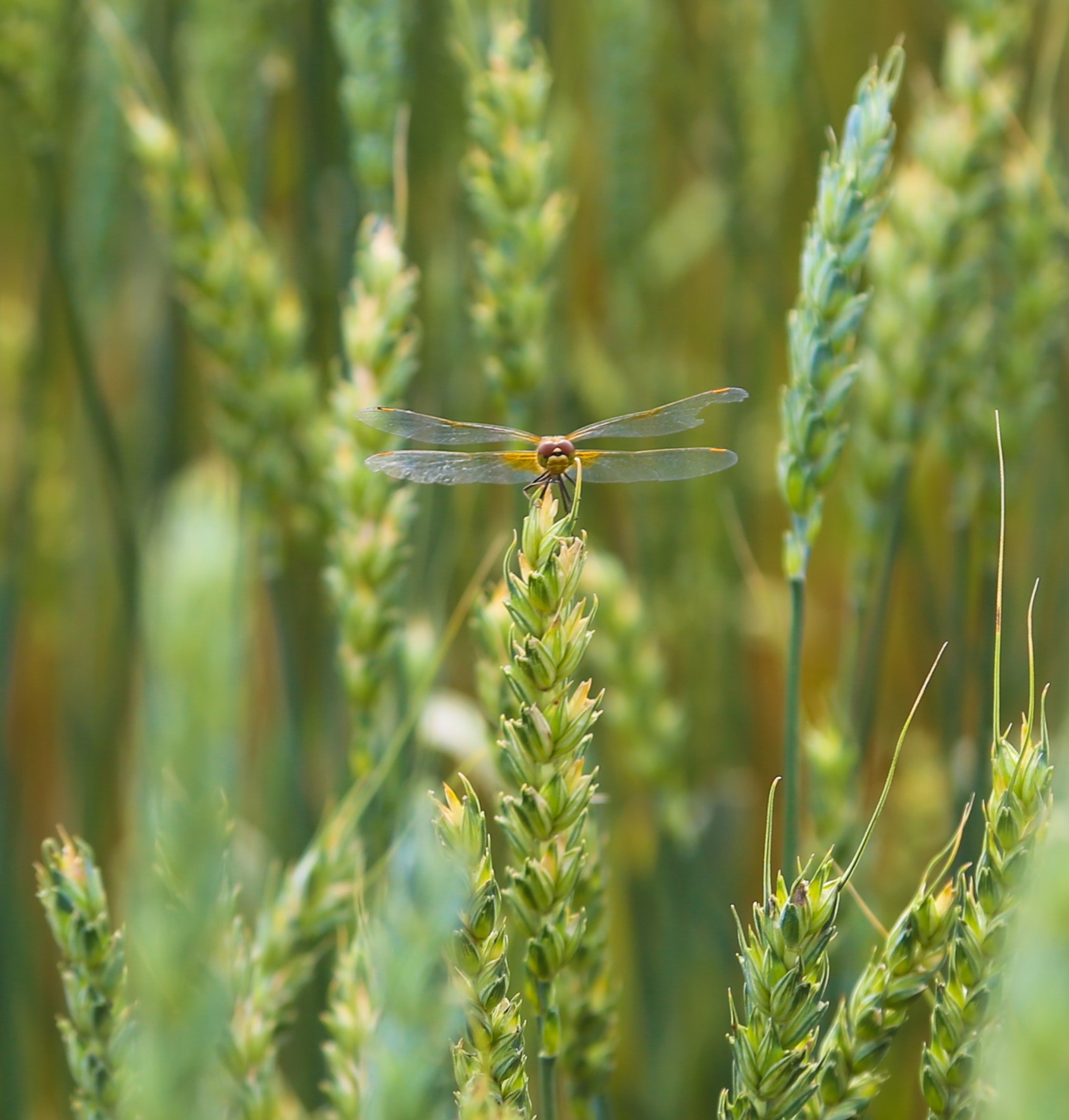 How to protect crops from seasonal diseases