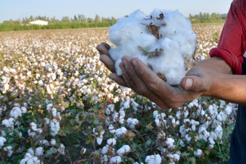 How is the cotton material tested before sowing?