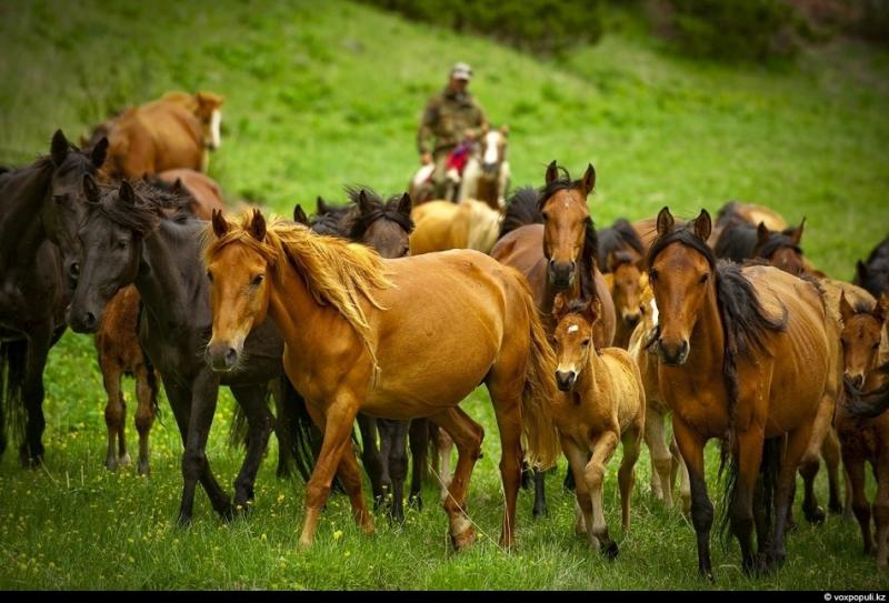 Horse breeding in Kazakhstan: Development prospects and current realities