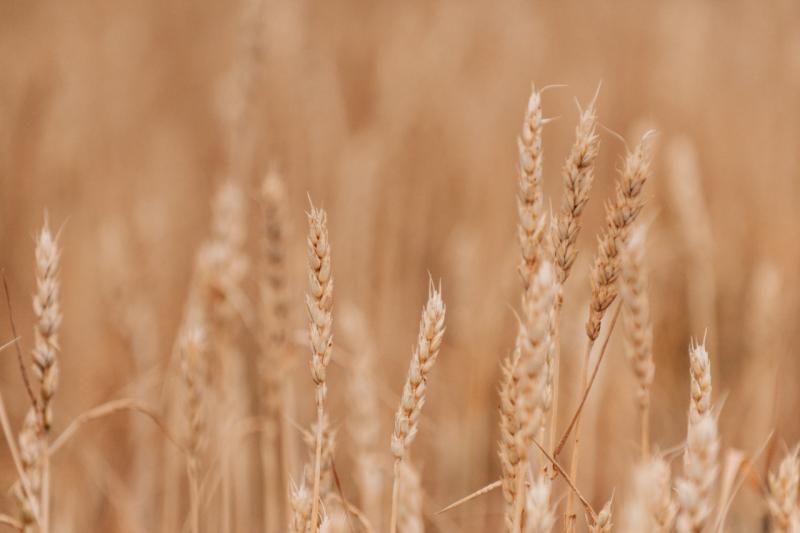 Казахстанская пшеница становится менее конкурентной