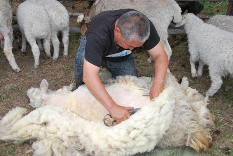 Scientists: Sheep wool is not a source of allergies 