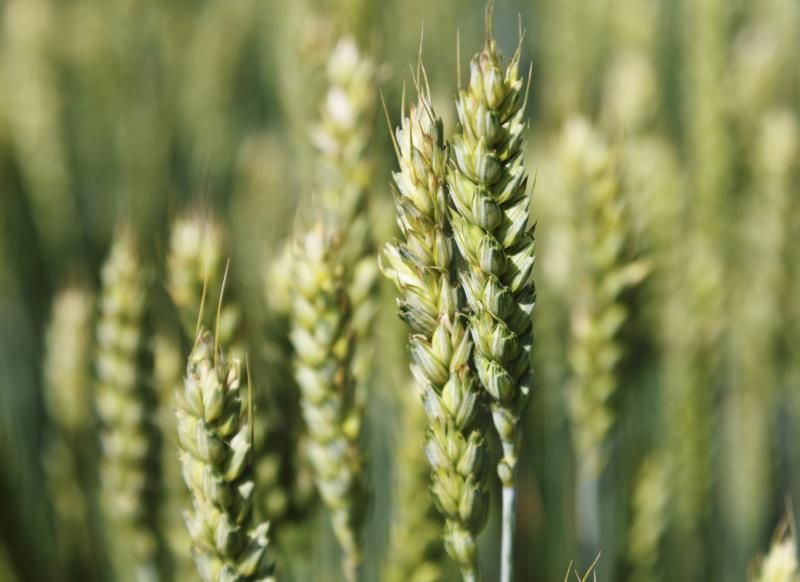8 most common mistakes when sowing spring wheat