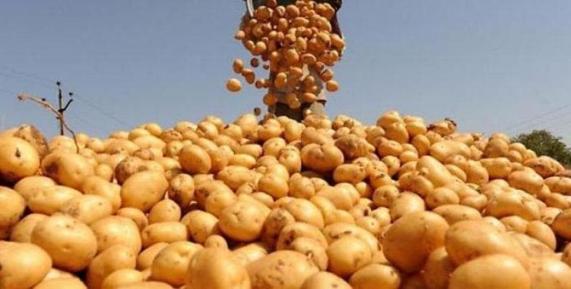 Новые технологии для хранения и оценки урожайности картофеля