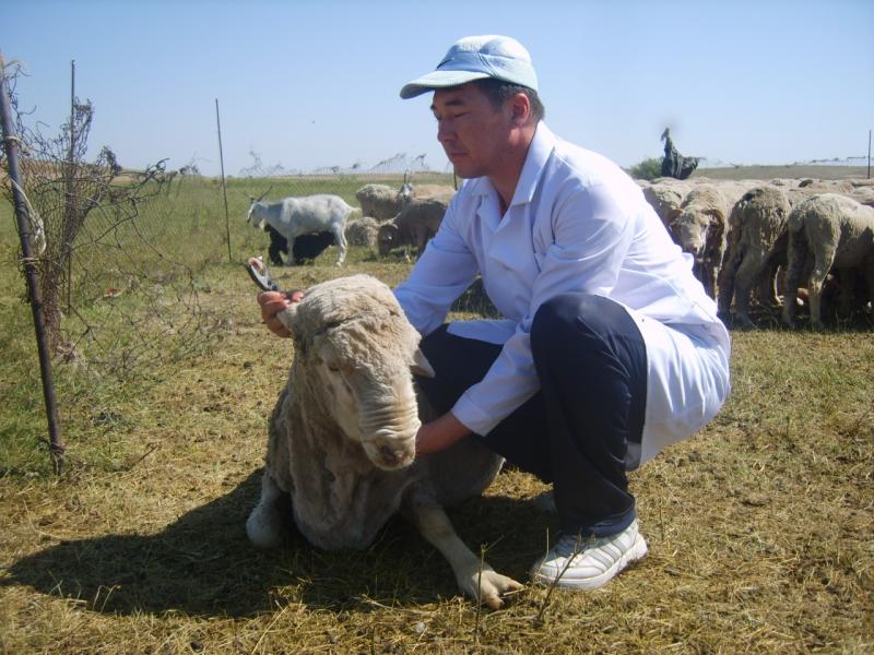 How to make money in Kazakhstan on sheep breeding 
