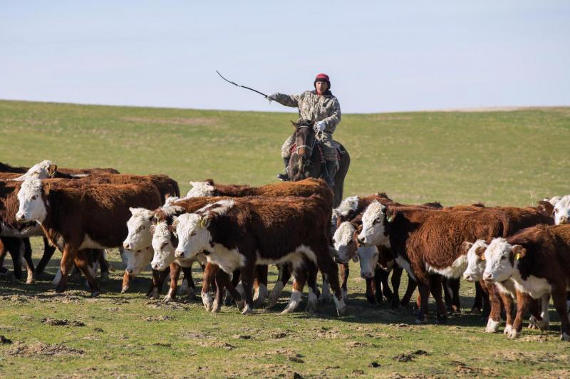 Agriculture - cattle breeding in Kazakhstan