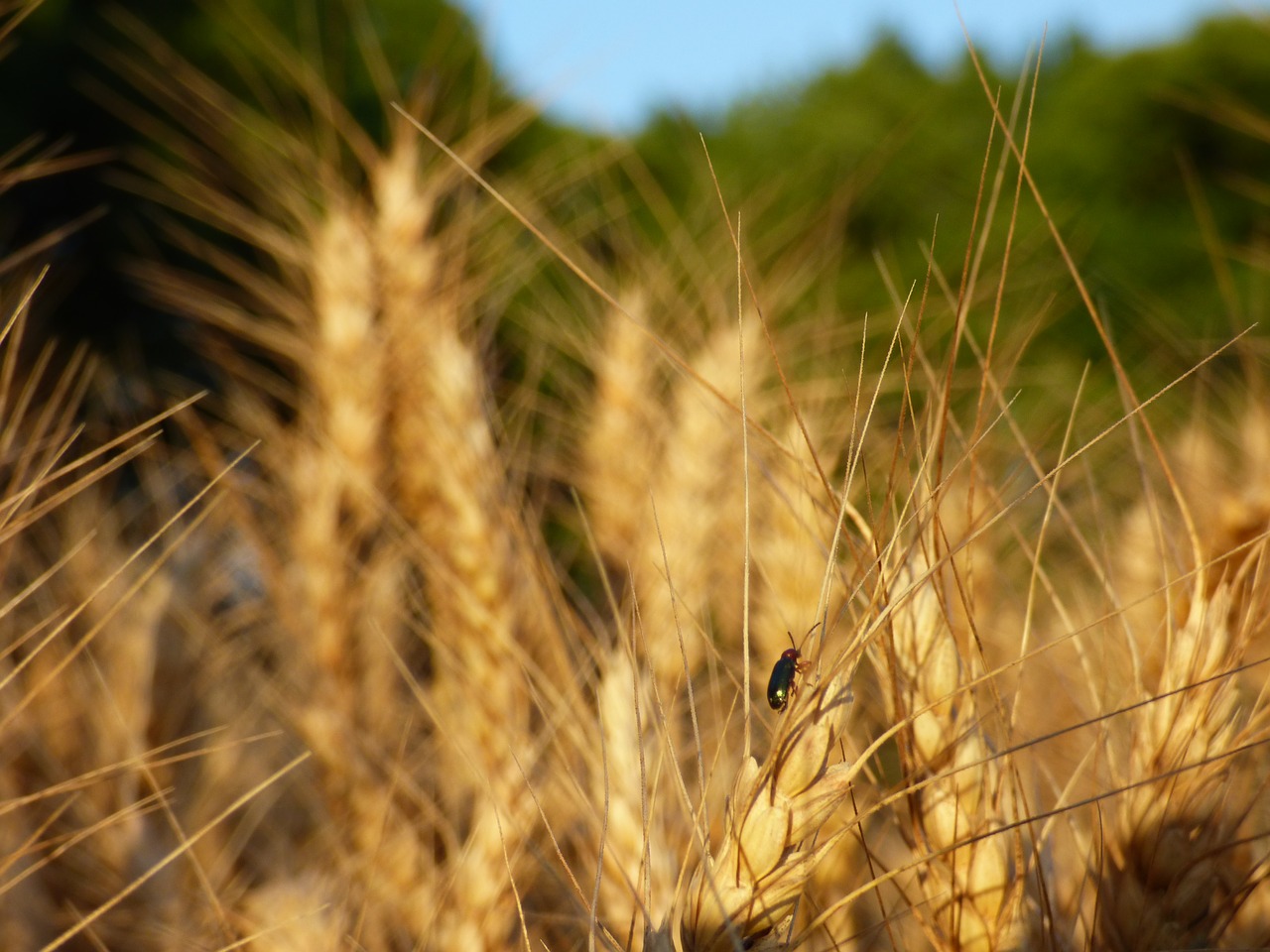 How to protect the harvest from pest infestations in 2020