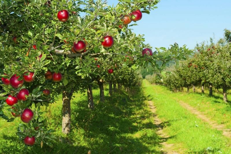 U.S. entrepreneurs learn how to predict fruit size and variety