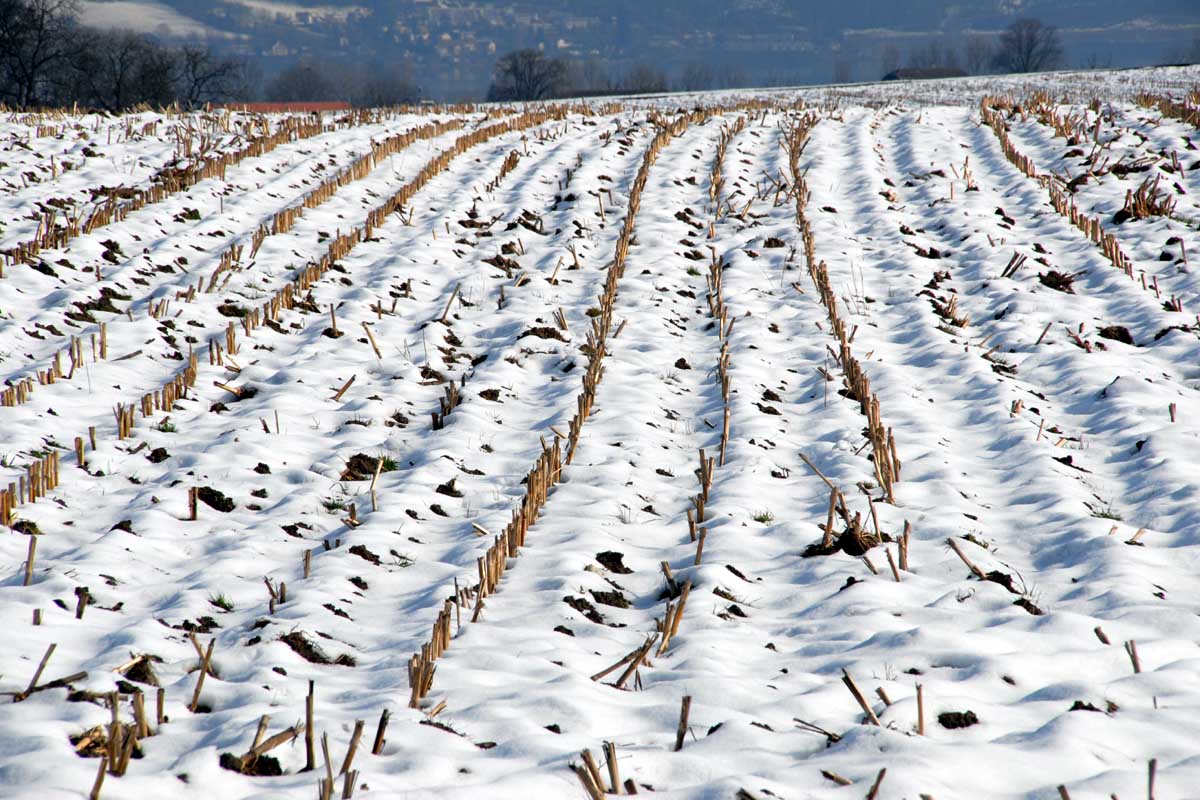 Снегозадержание – важное мероприятие по накоплению влаги