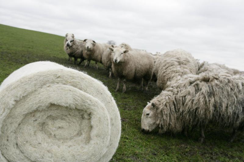 New Zealand inventor came up with an alternative to plastic made of sheep's wool