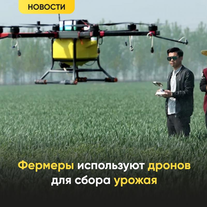 Фермеры используют дронов для сбора урожая