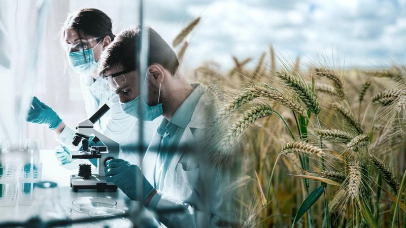 Новый скороспелый и засухоустойчивый сорт пшеницы создали израильские ученые