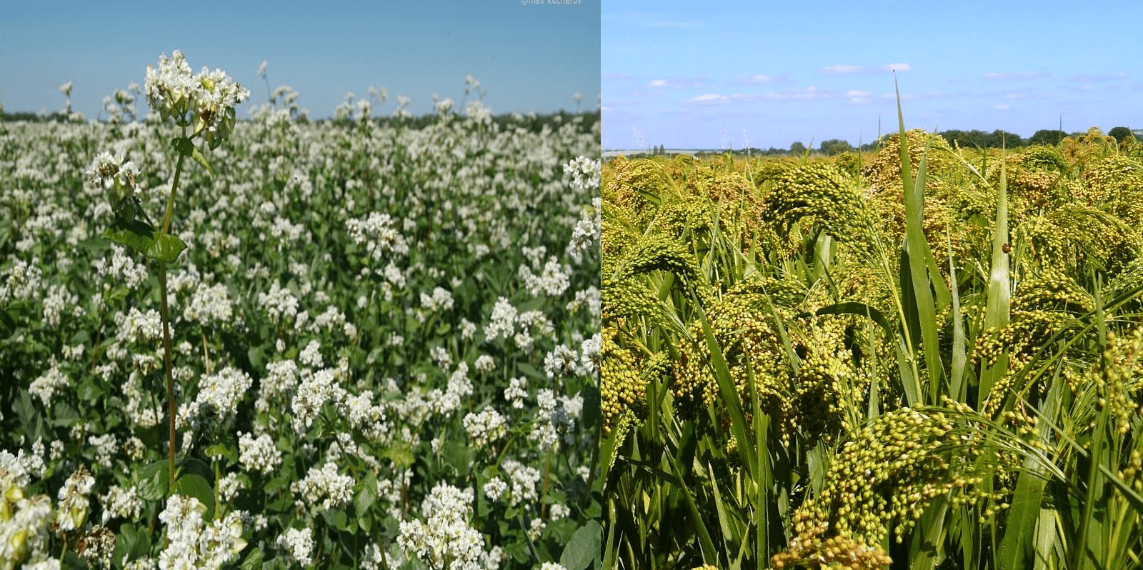 Breeding of millet and buckwheat varieties 