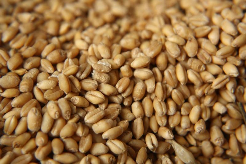 Как повысить содержание белка в зерновых?