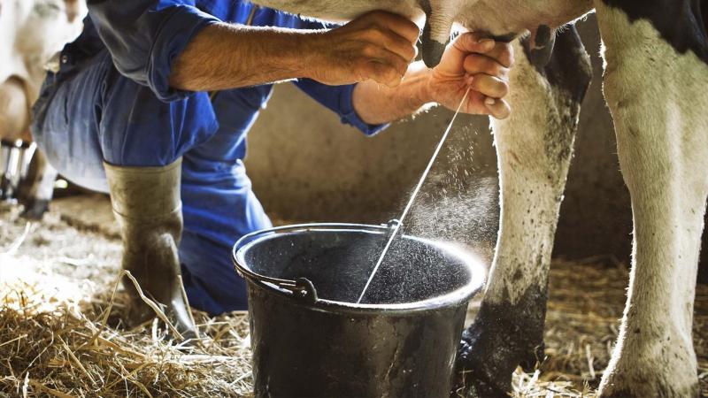 Казахстанцы потребляют некачественное молоко, а государству все равно?  