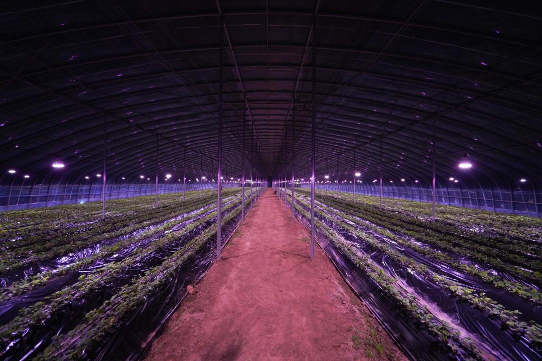 Түркістан облысында фермер жаңа әдіспен құлпынай өсіре бастады