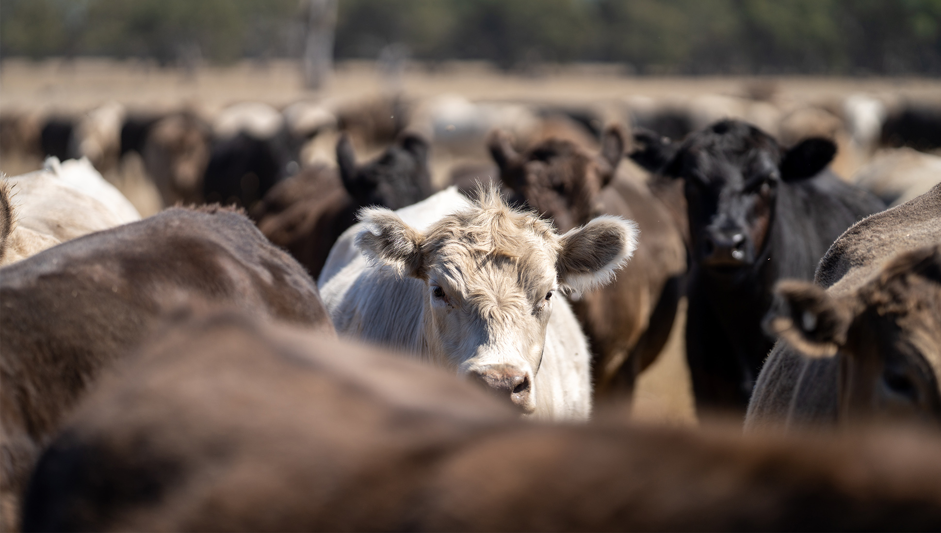 Almost 2.5 thousand cattle were given to Aktobe villagers