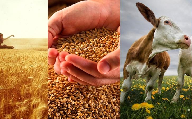 Бесплатный вебинар для фермеров проведут международные эксперты