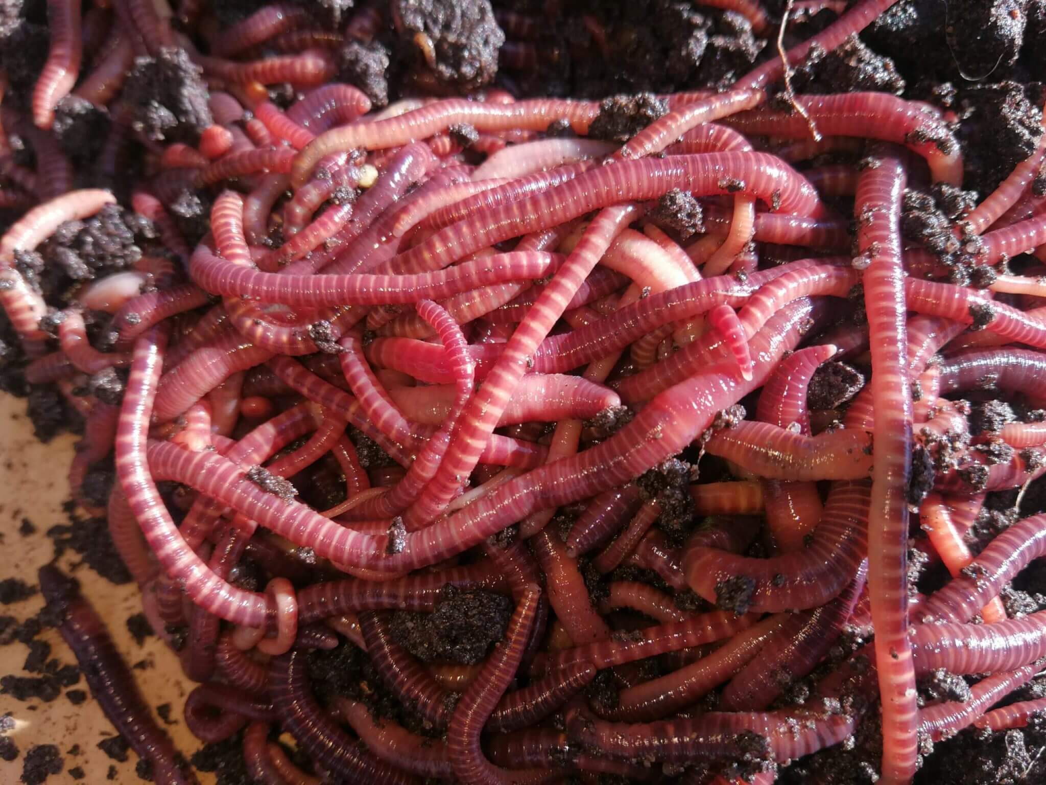 Разведение червей – отличный способ заработать в сельском хозяйстве