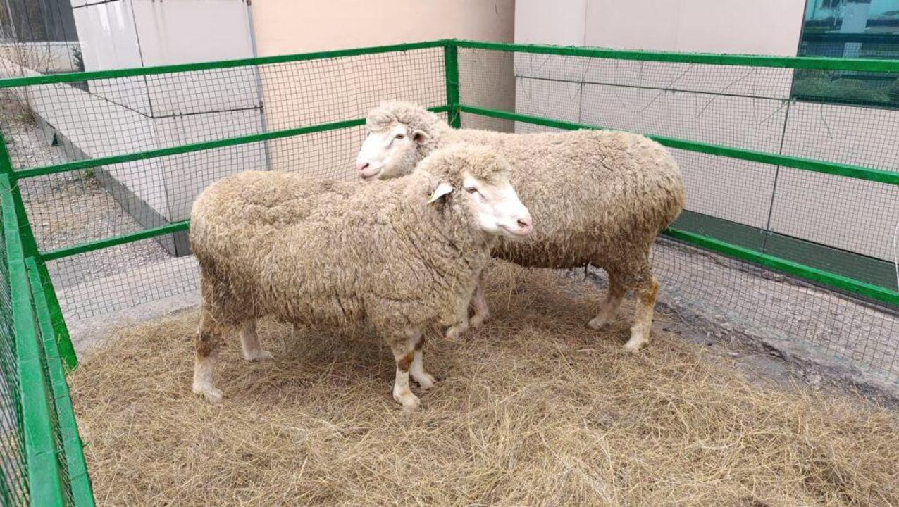 В Семее открыли селекционный центр овцеводства