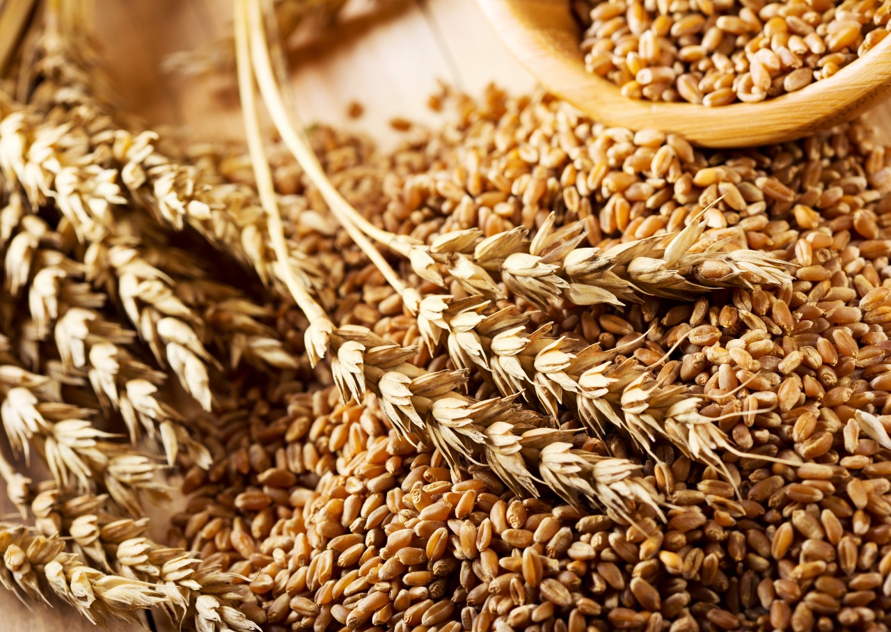 Из-за чего дешевеет казахстанская пшеница? 