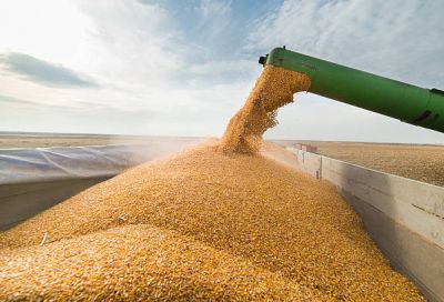 Беларусь намерена покупать зерно в Казахстане