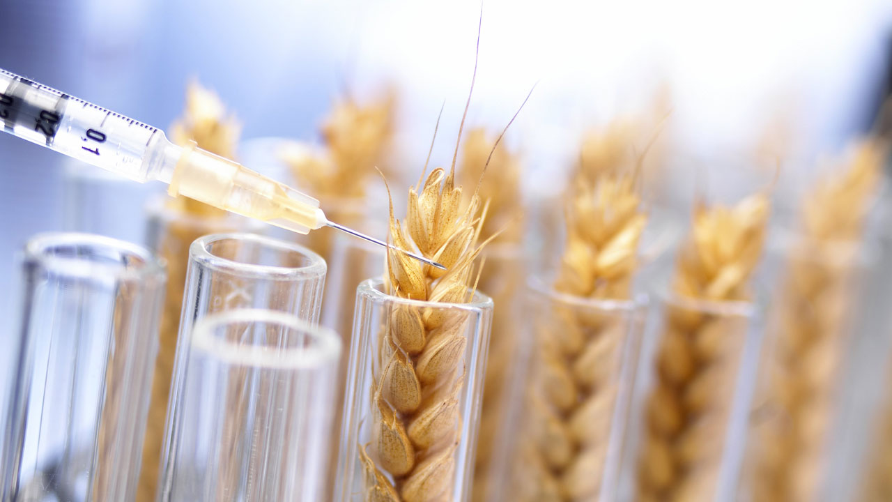 Австралия испытает ГМО пшеницу и ячмень