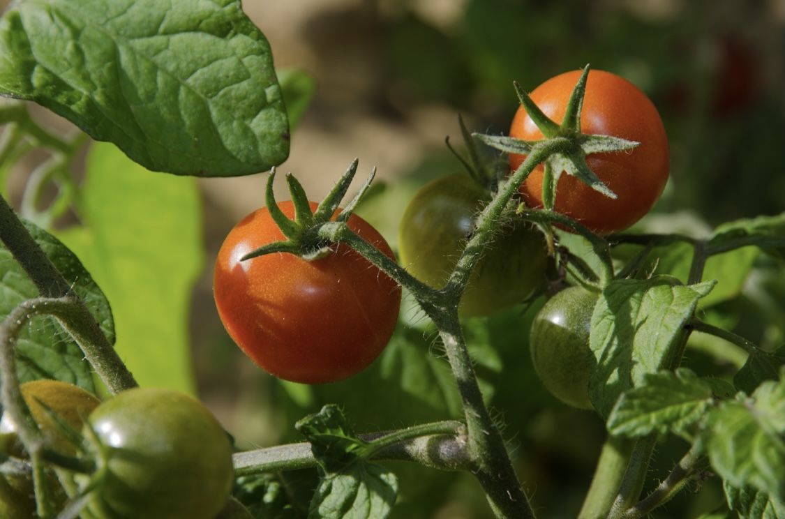 В Туркестанской области готовятся к сбору томатов