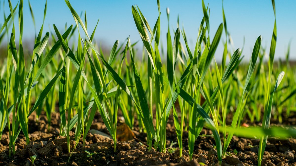 Казгидромет оценил состояние озимой пшеницы как хорошее 