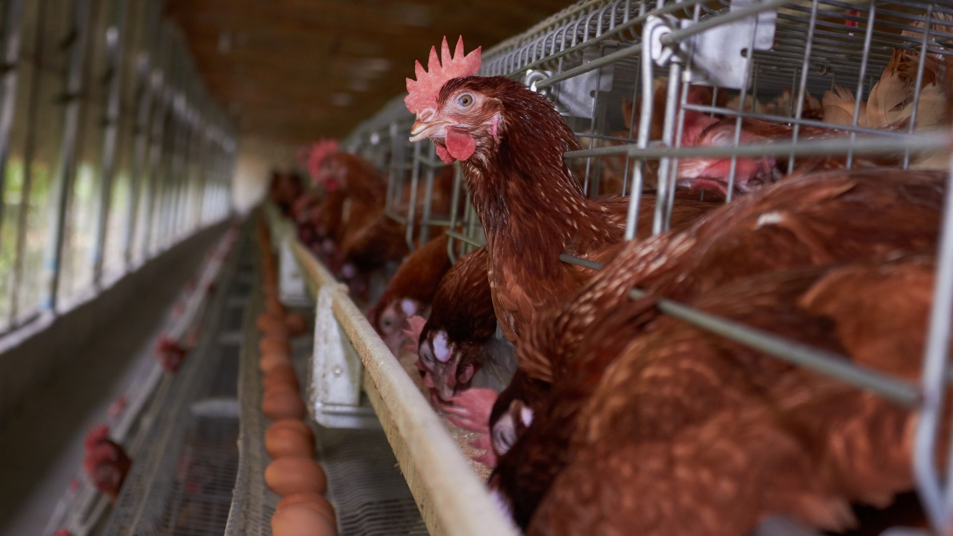 Субсидии на яйца увеличатся в два раза