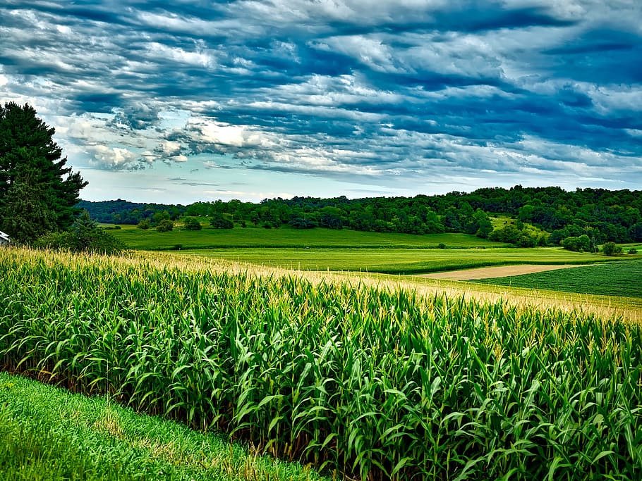 Как повысить урожайность на 20% рассказали ученые США