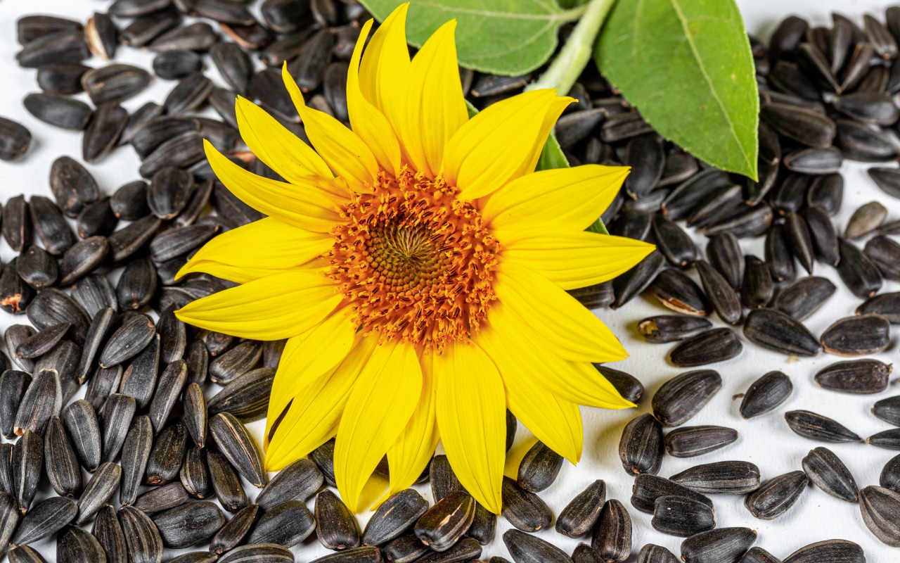 Масличные войны, Россия приостановила экспорт маслосемян