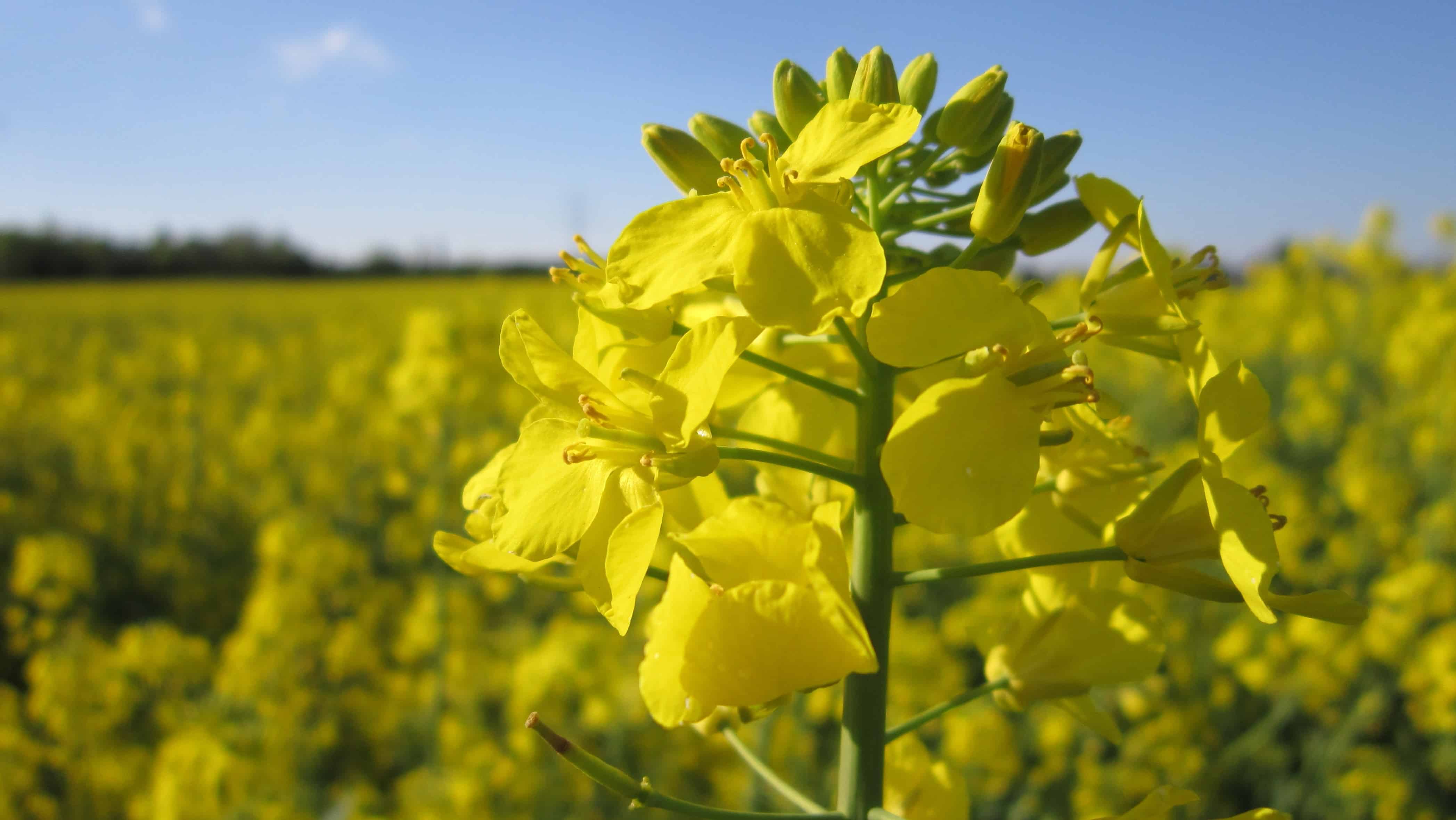 Sunflower oil deficit will lead to increase in rapeseed prices 