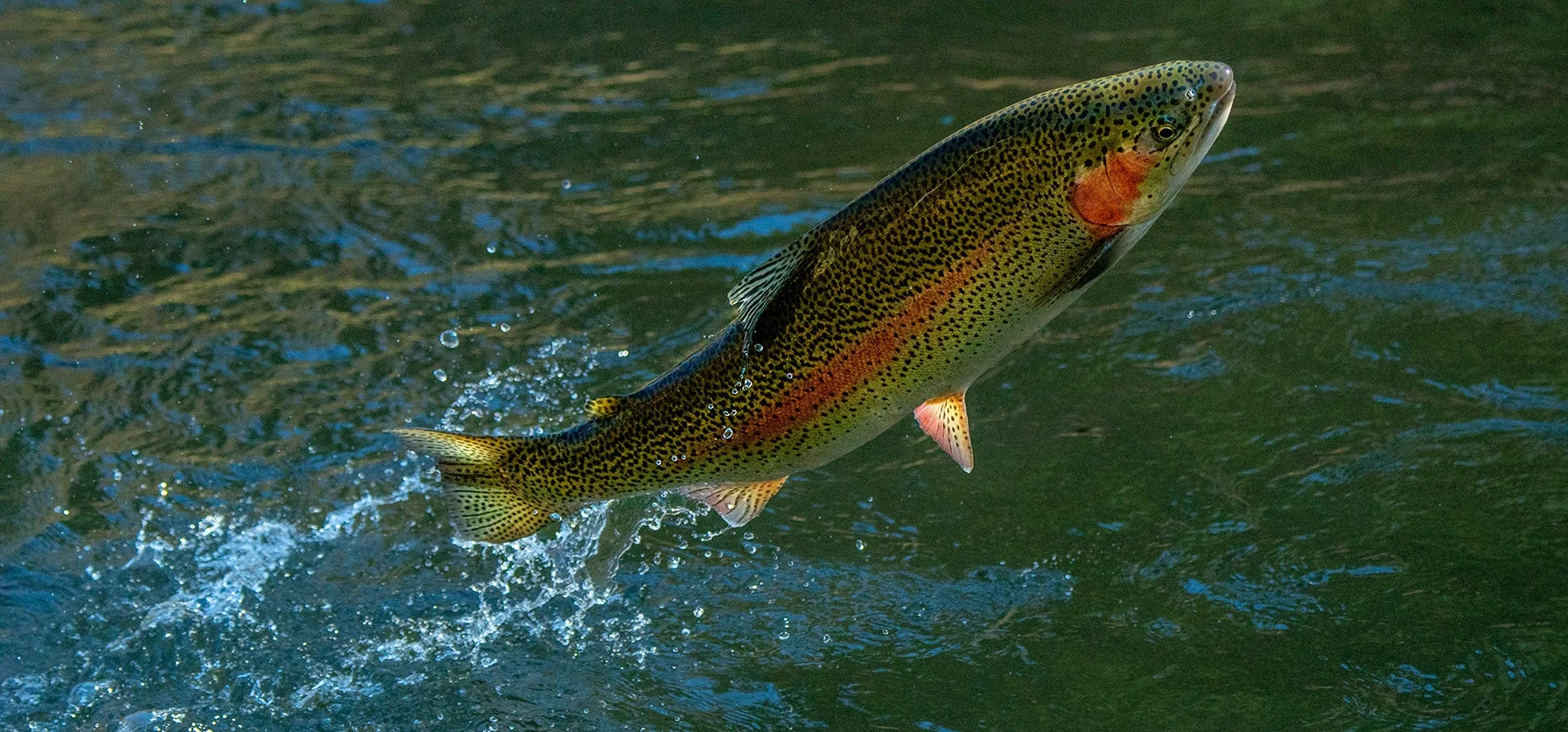 В Казахстане обновили меры господдержки аквакультуры