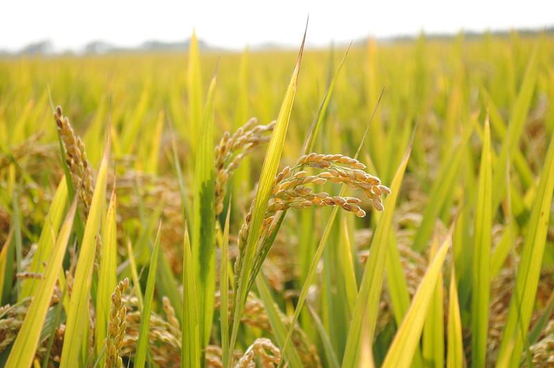 Images from space help Kyzylorda rice farmers to monitor the state of their fields