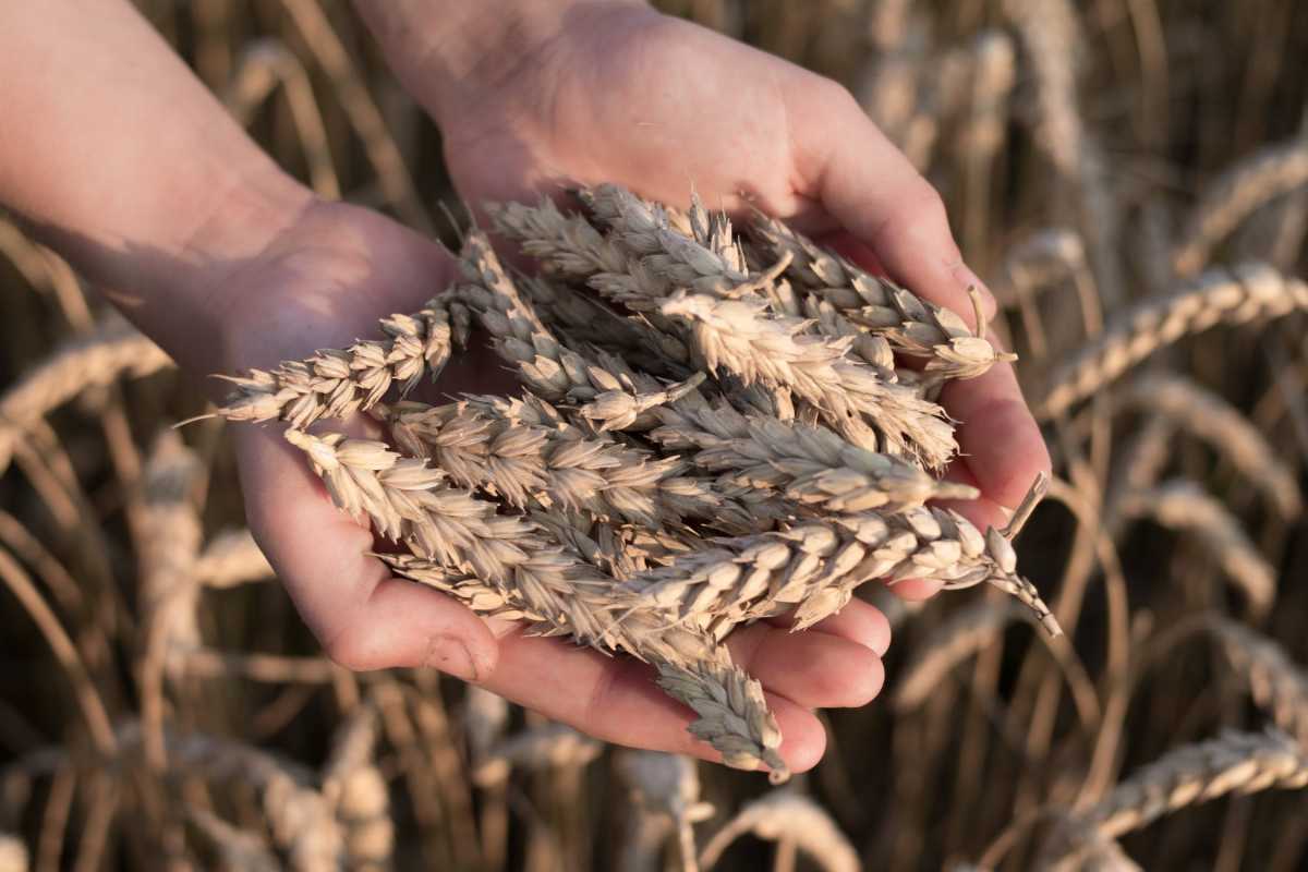 Gene editing will increase wheat yield by 10%