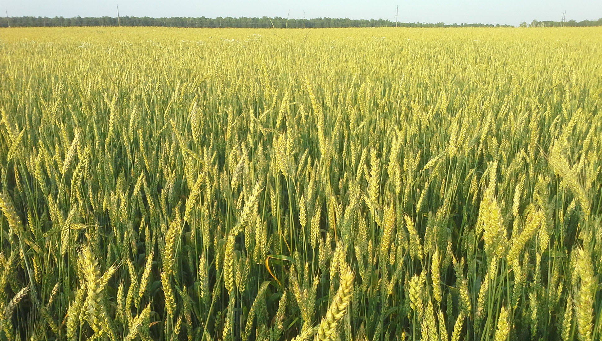 Wheat crops prevent environmental disaster