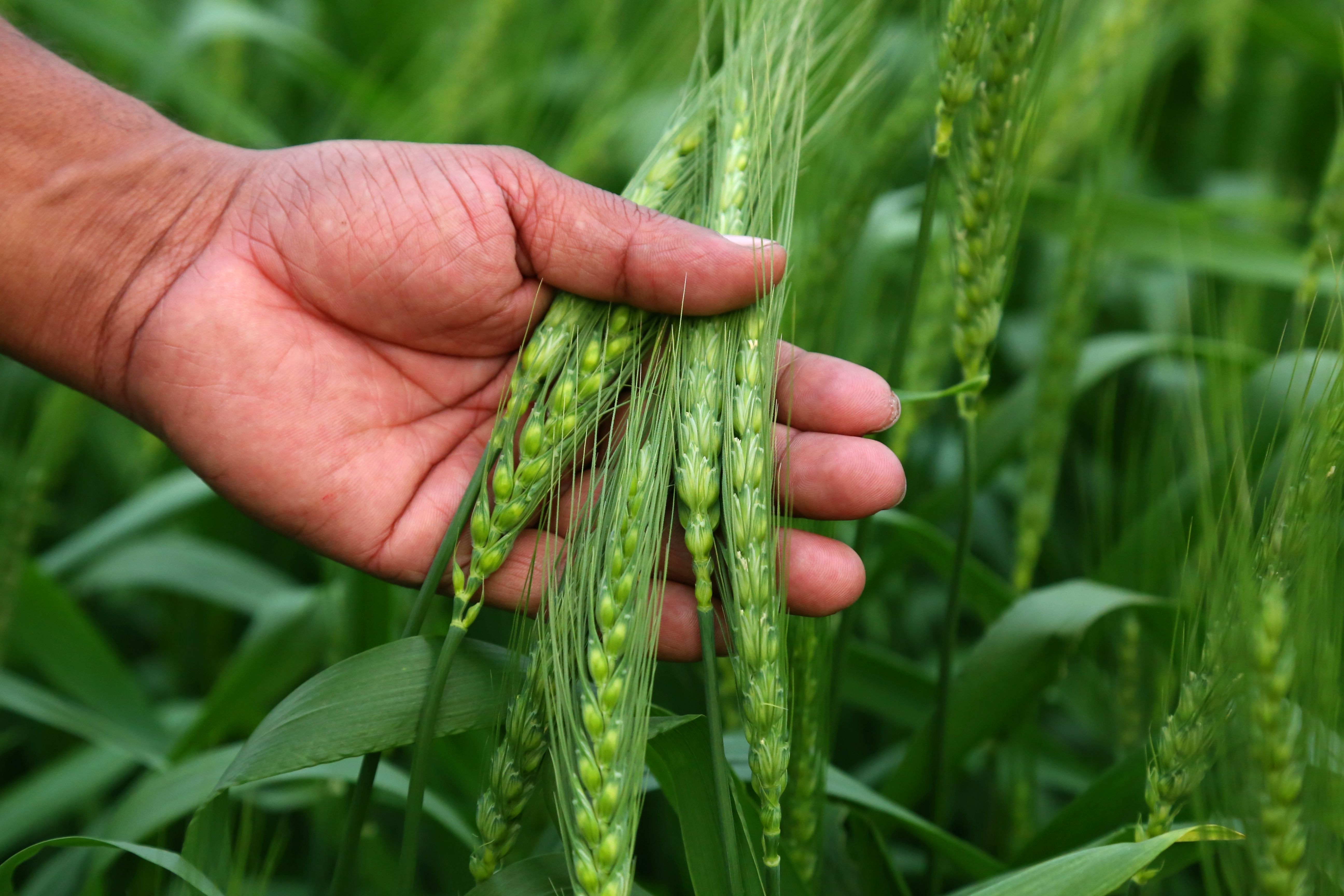 Koppert Biological Systems B.V. invites Kazakh farmers to the Field Day