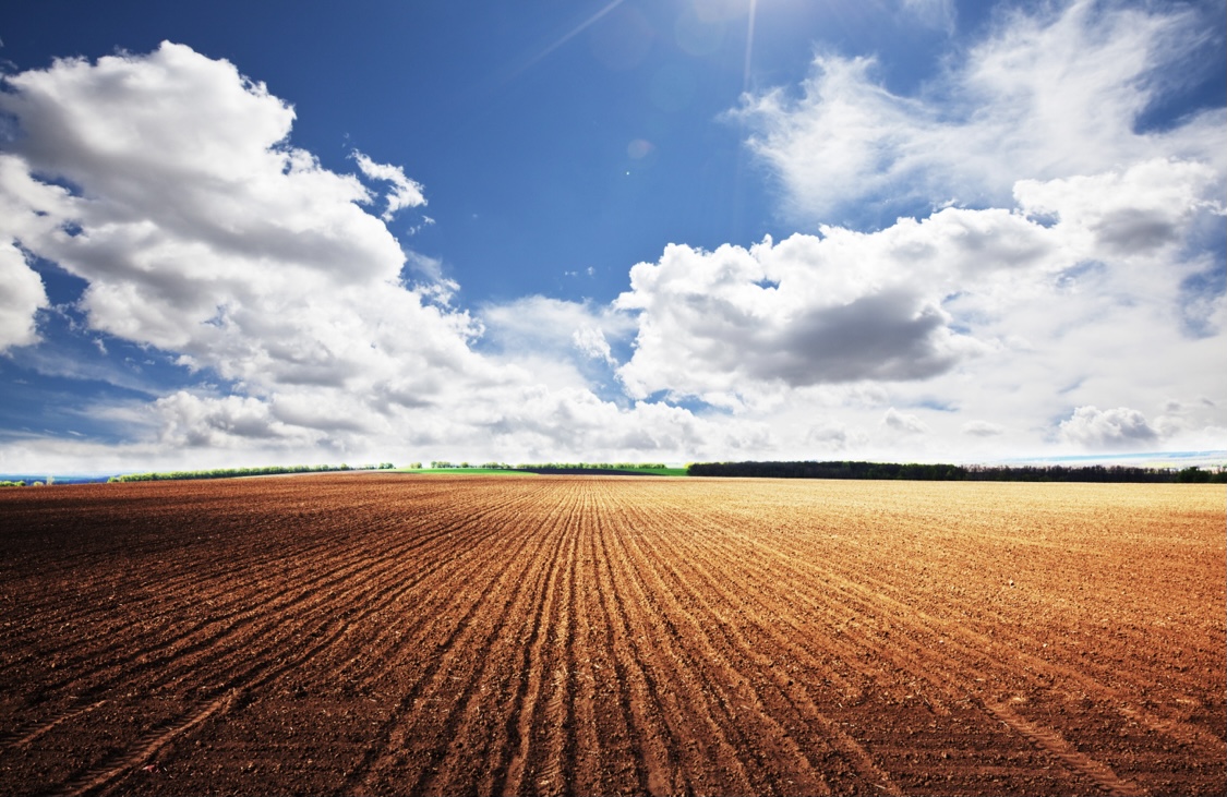 Ministry of Agriculture: Foreign investors can process agricultural products in the Republic of Kazakhstan, but on industrial land