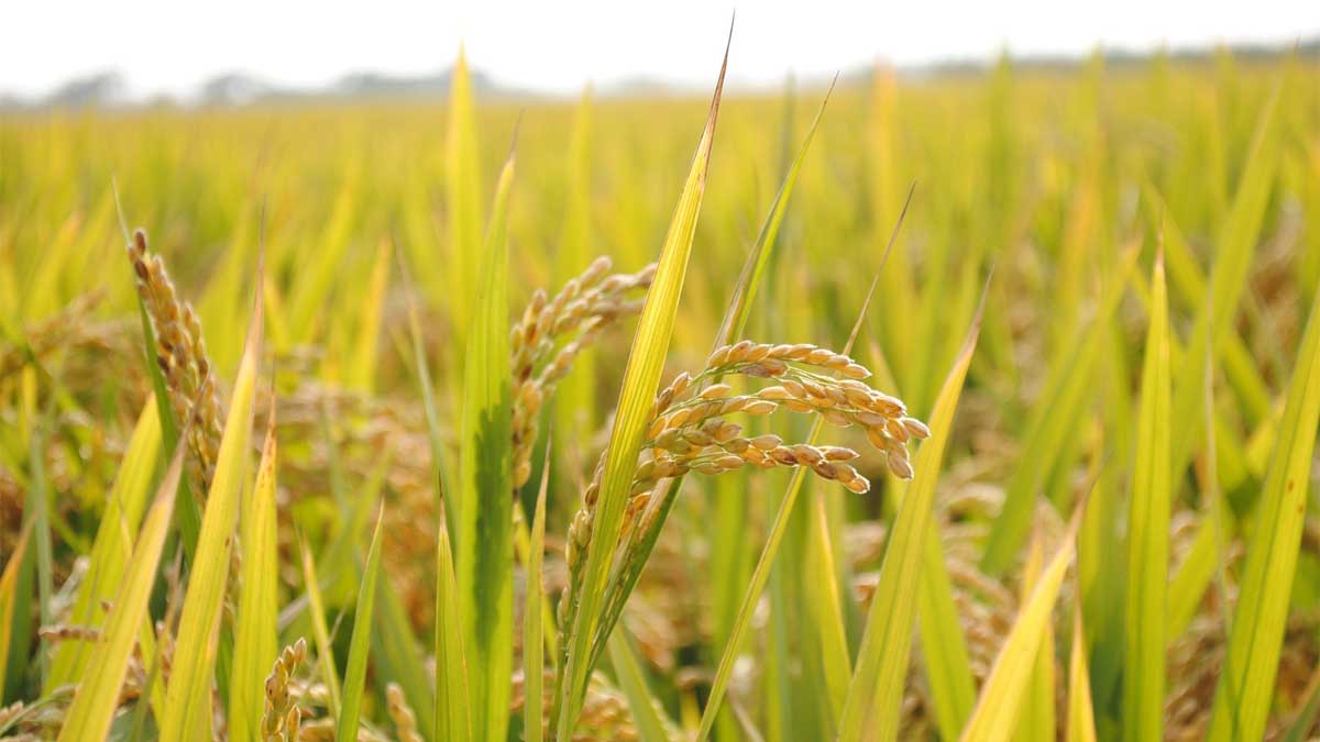 The demand for rice in Uzbekistan is growing exponentially